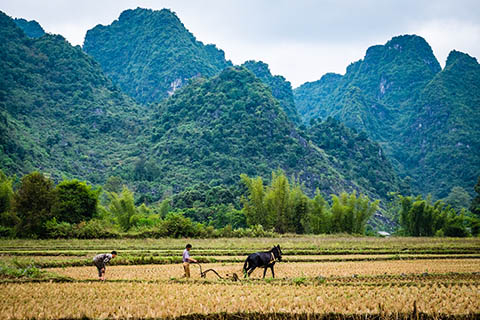 《中華人民共和國農(nóng)村土